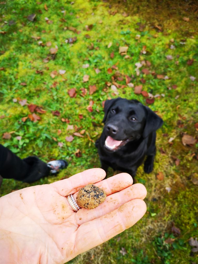 TRUFFES DU DOMAINE DES CLAIRS CHENES