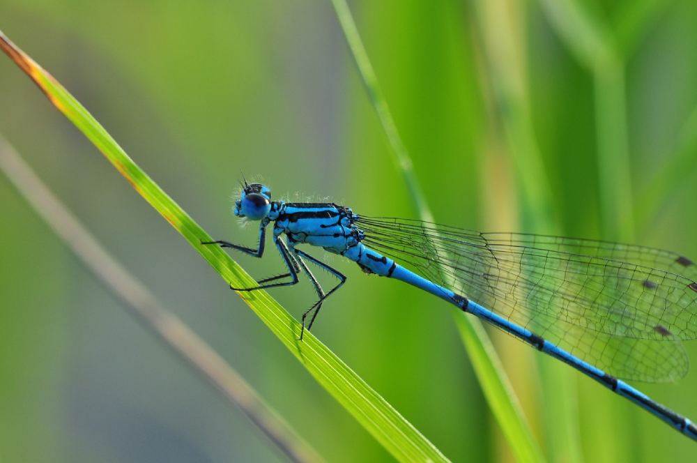 Opération libellules et papillons à Der Nature
