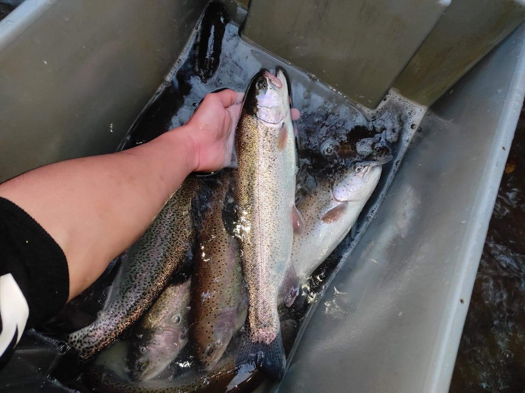 APPMA La Gaule Marnavalaise - photo 2