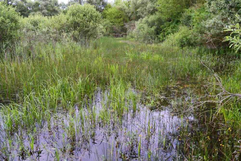 Chantier nature à la RNR de Larzicourt
