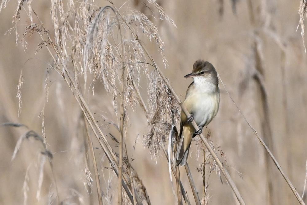 Le printemps des étangs à Der Nature