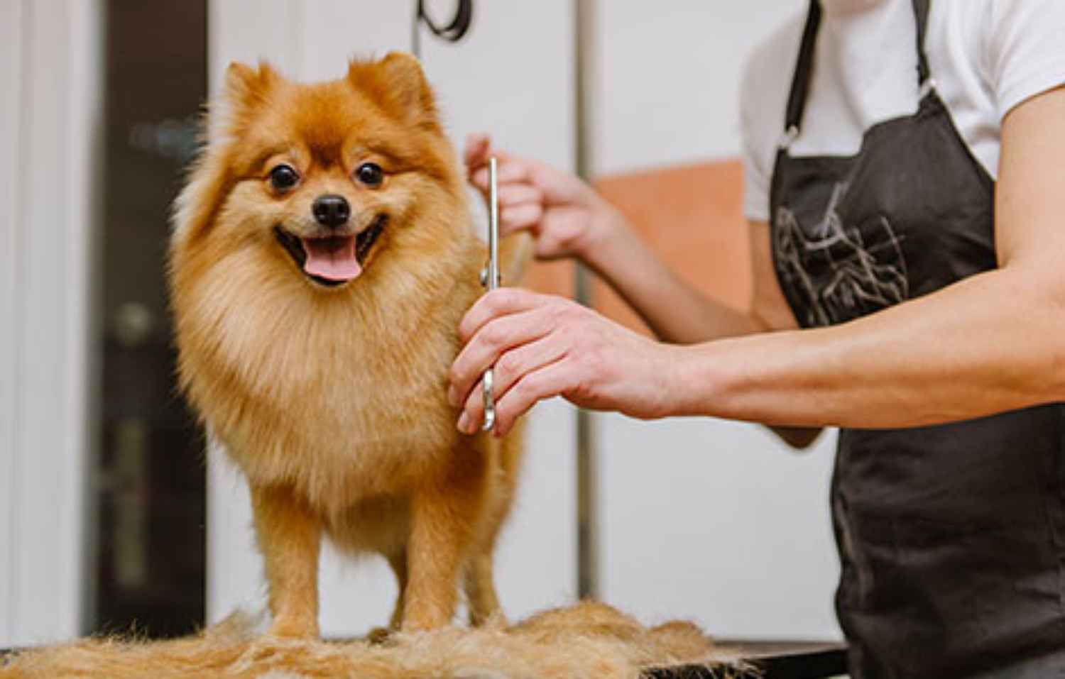 TOILETTAGE CANIN JOLIE TRUFFE