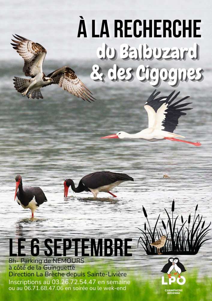 A la recherche du Balbuzard et des cigognes