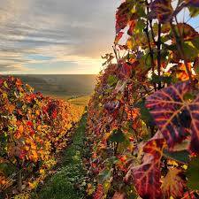 vignes automne